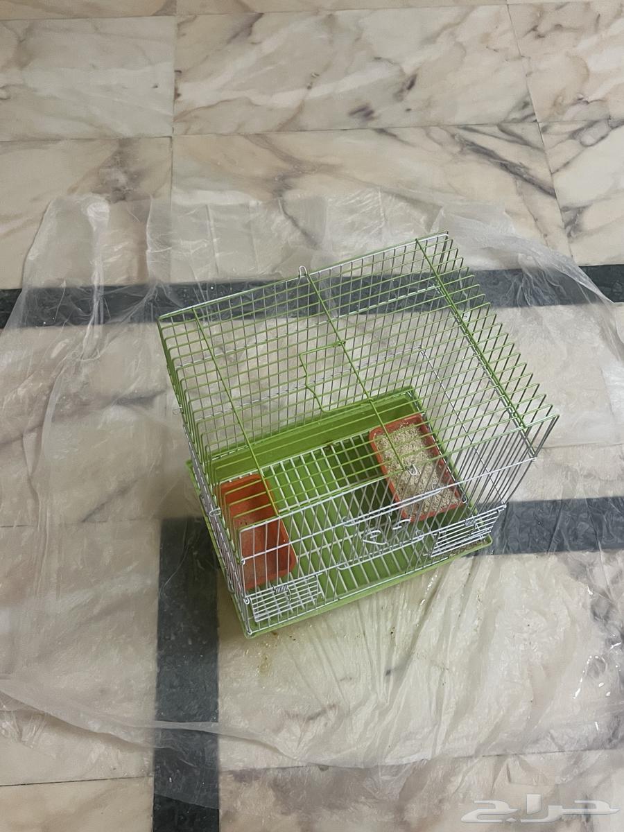 بط للبيع64249066056577110