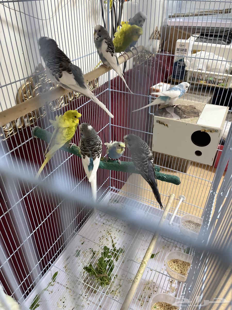 طيور باجي مشكلة للبيع64252647744643110