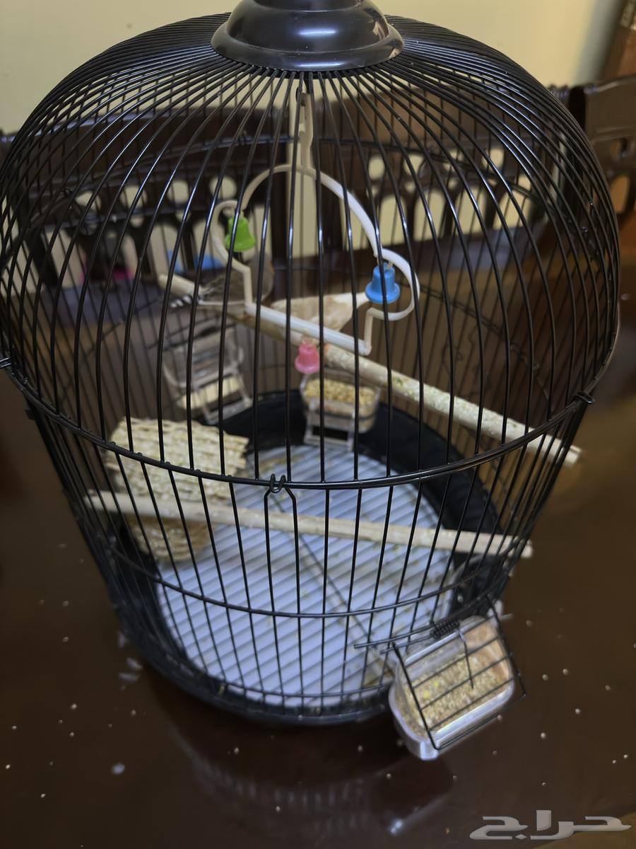 طيور زيبرا مع قفص كبير64245110268034111