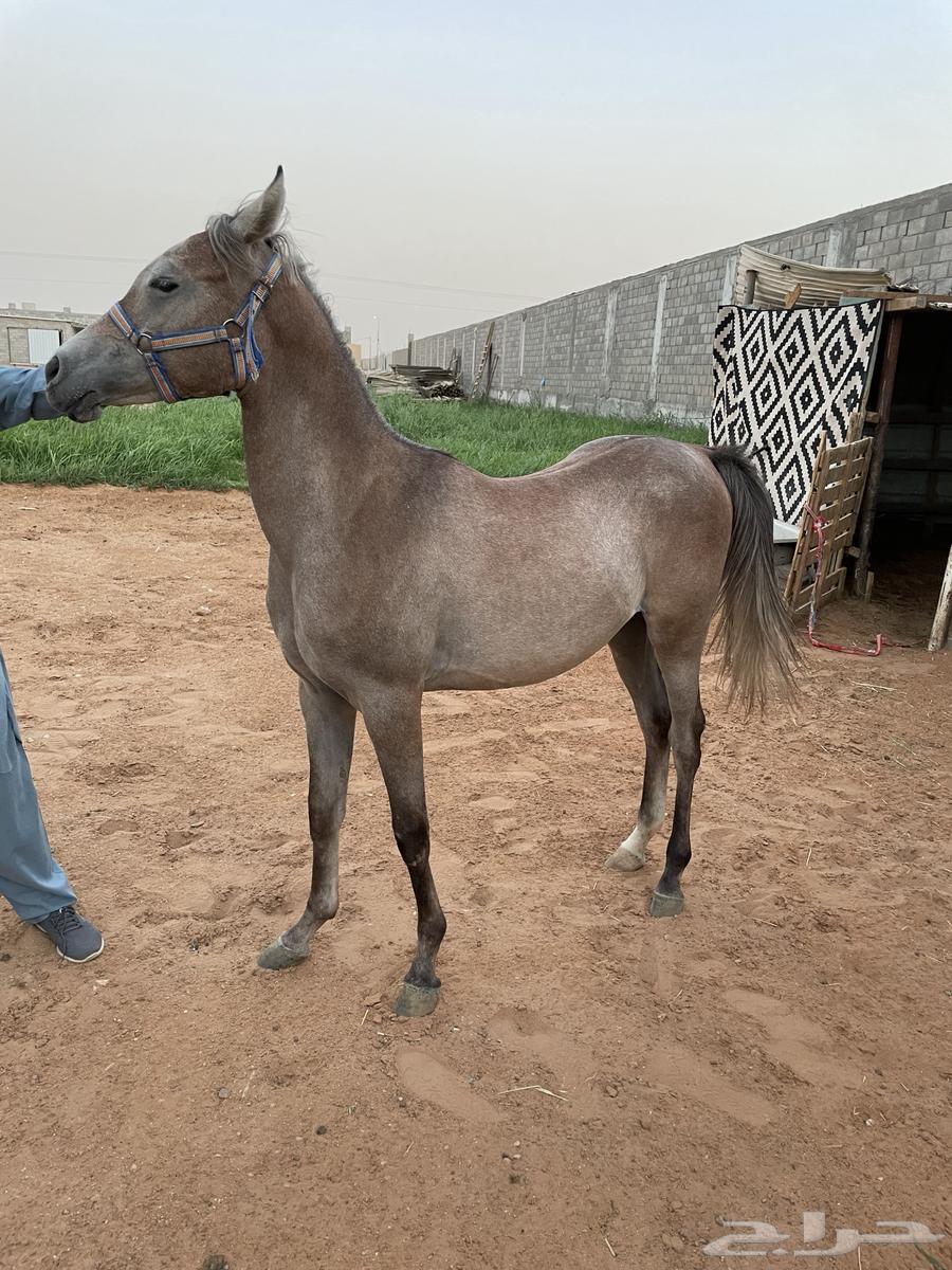 Mare for sale, gentle, over a year old and sound64236871925891111
