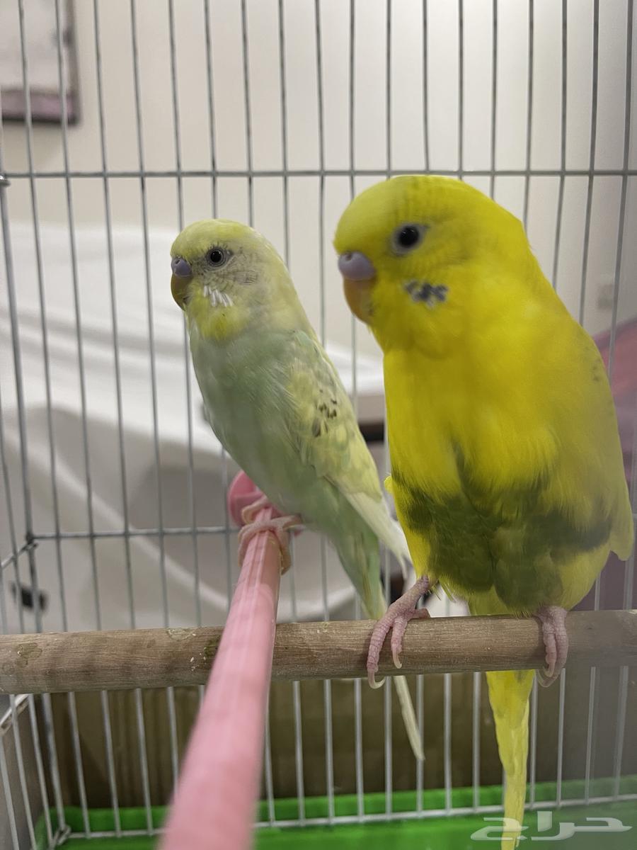طيور بادجي ذكر و انثى بصحة ممتازة64232835626497114
