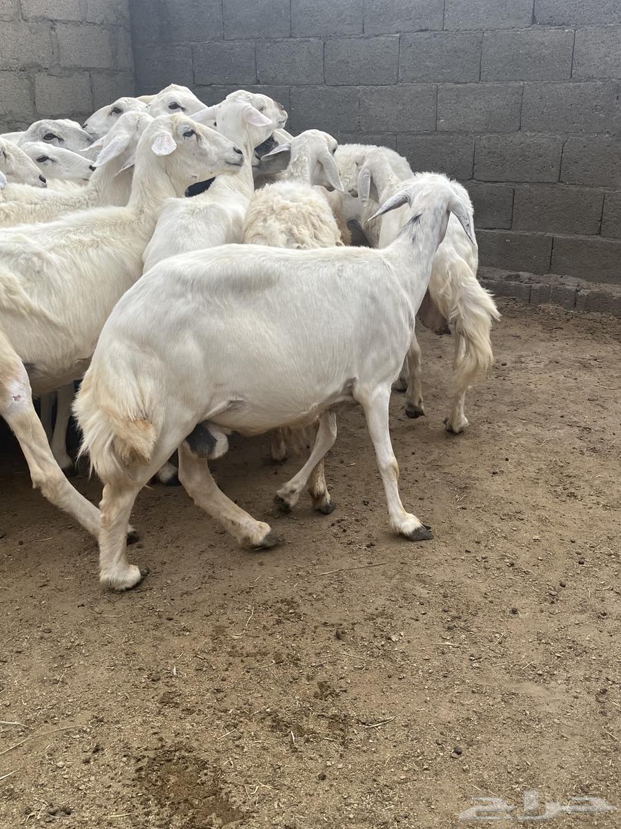 ضان دفيع تم البيع64248272940930112