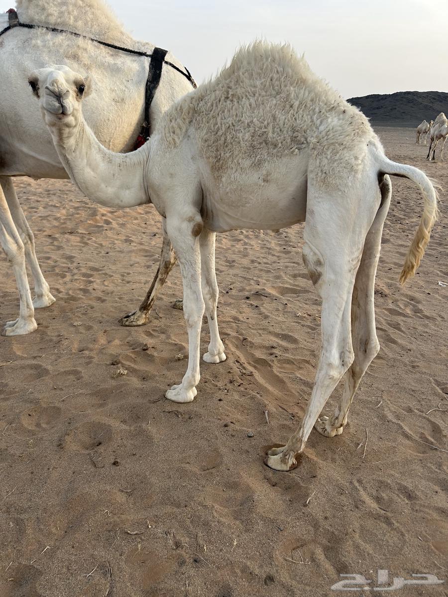 حشو للبيع64246989108098111