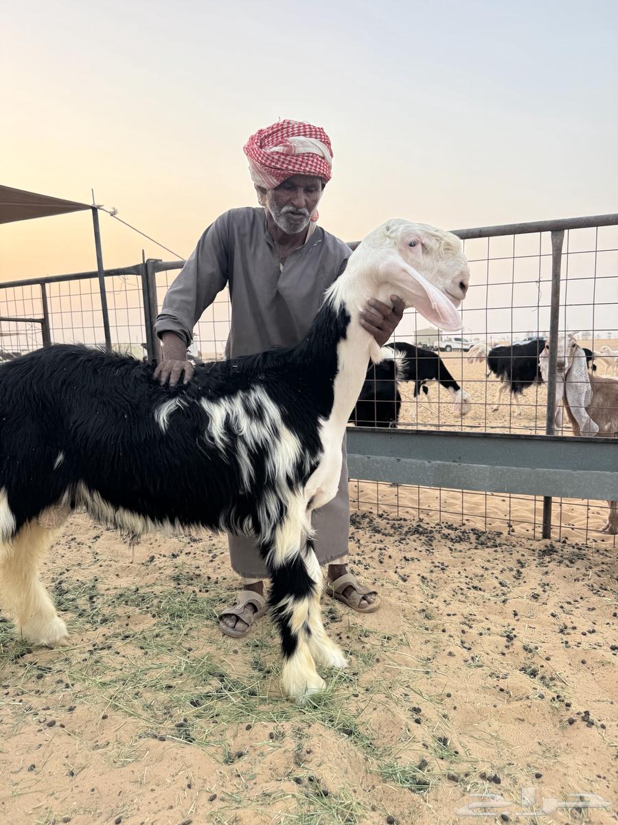 Talai Najdi Ma'rif64256284704131110