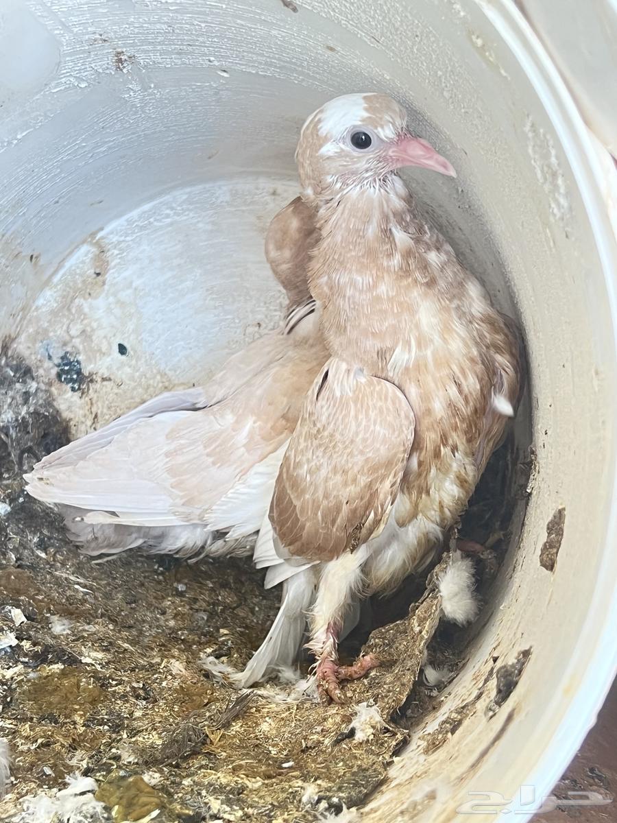 زوج و فروخه كبار عالسوم64248685722241114