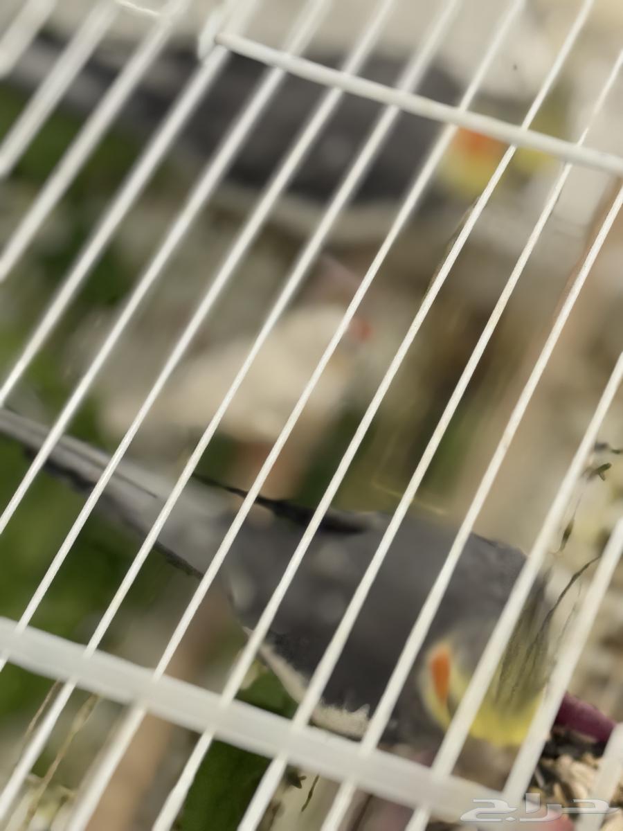 Crowned pigeons with a zebra finch, cage, and accessories64240892791297111
