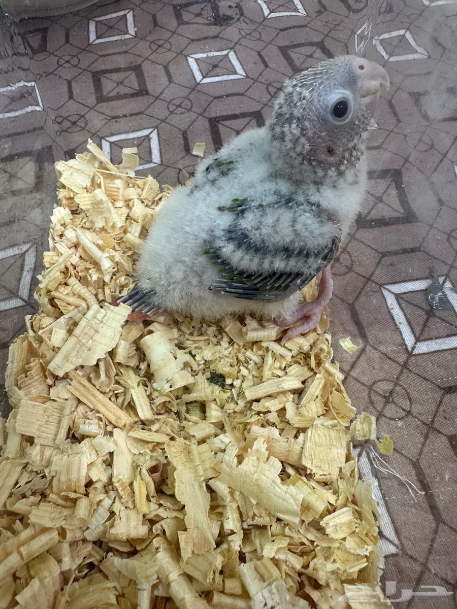 فروخ كنيور غر64243011809026113