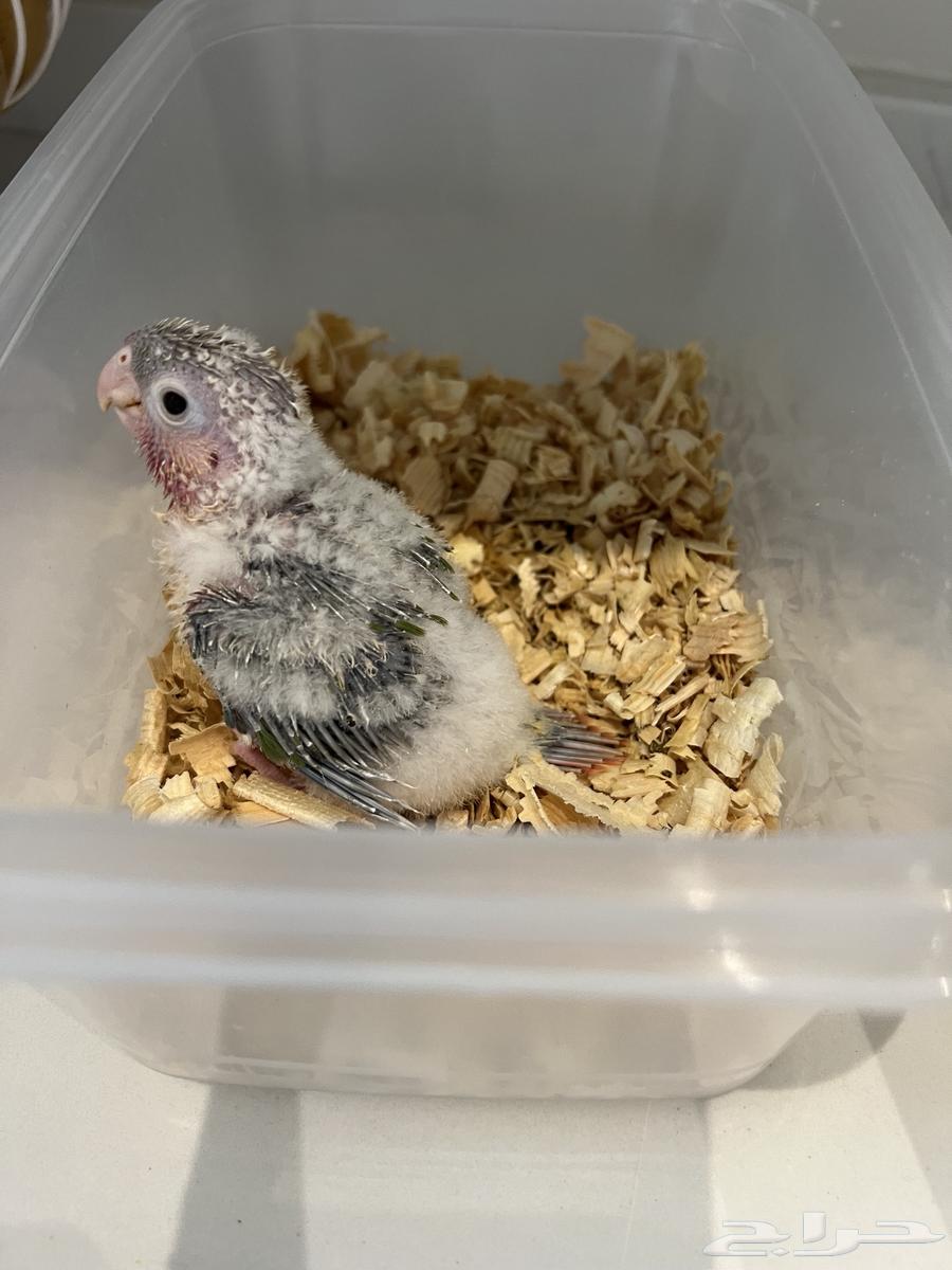 فروخ كنيور اناناس رد فاكتور64247343382529110