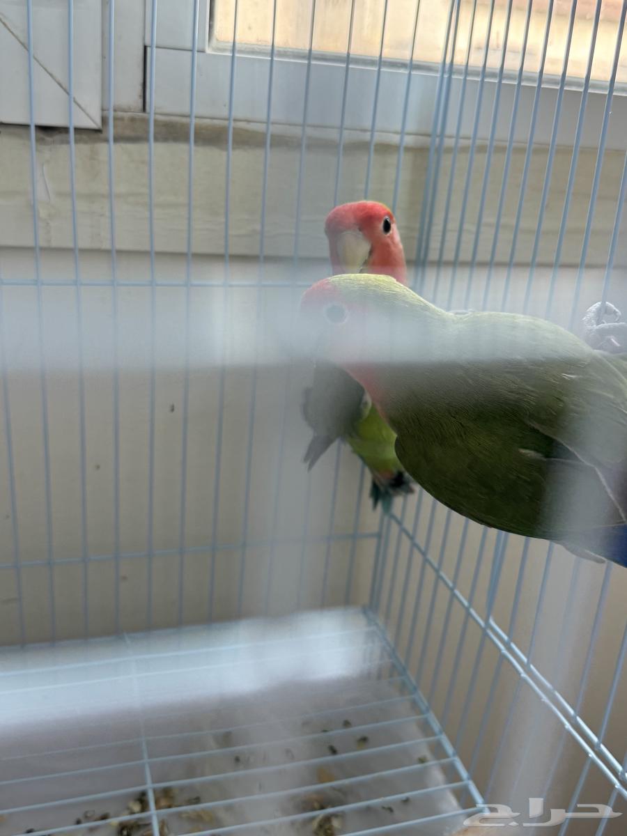 14 pairs of diverse colored roosters - health, cleanliness, and production64239372661761113