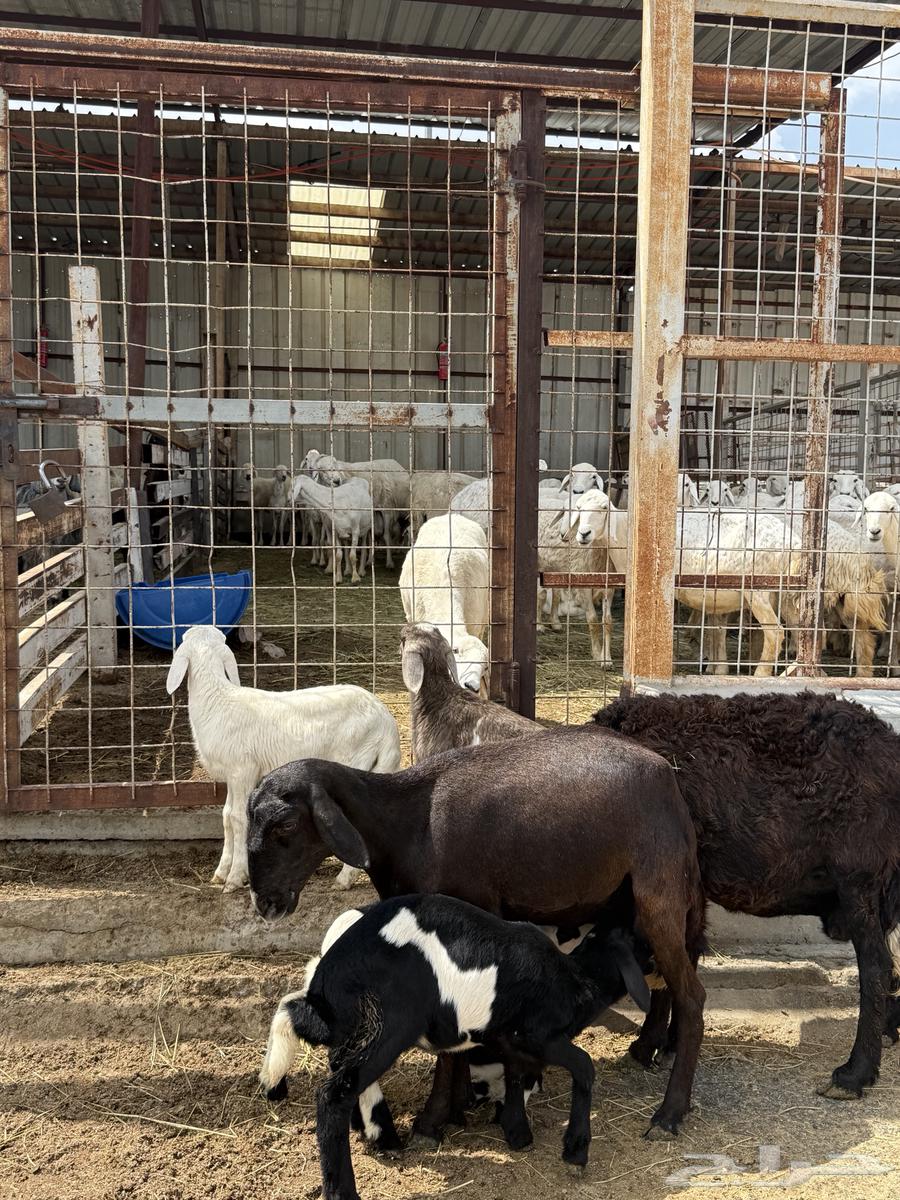 غنم خلفات متاومه 2 تحتهها 464255241000833110