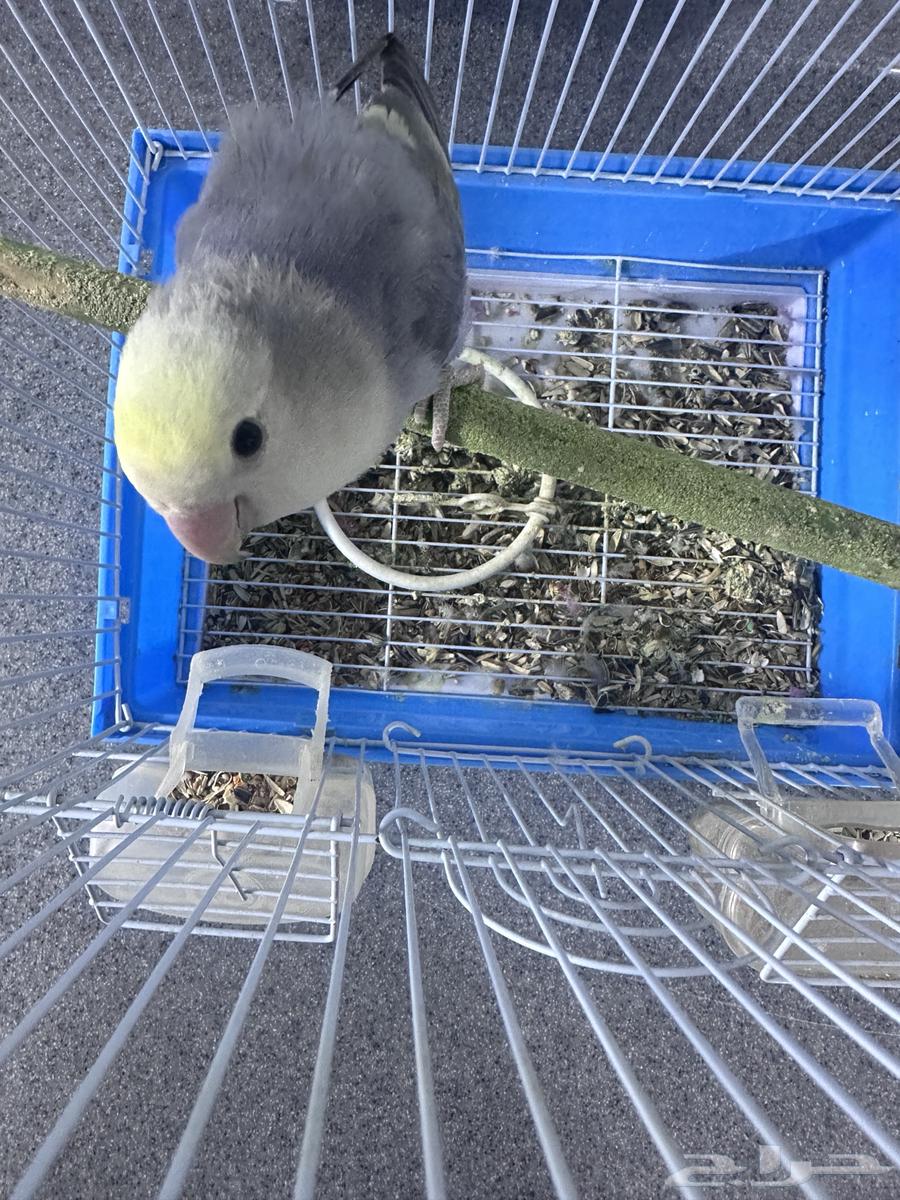 للبيع ذكر روز64243691911299114