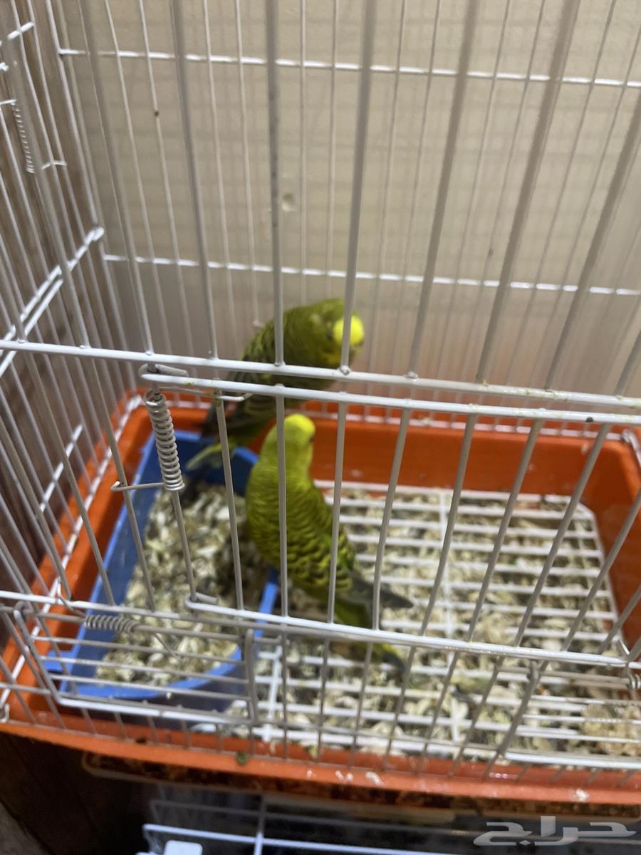 للبيع جوز باجي منتج64234284678274110