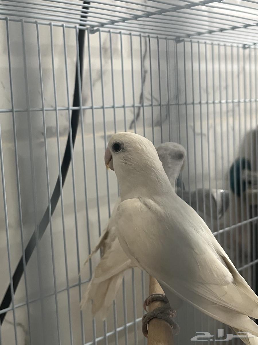 Mate of the day produced64243691985665110