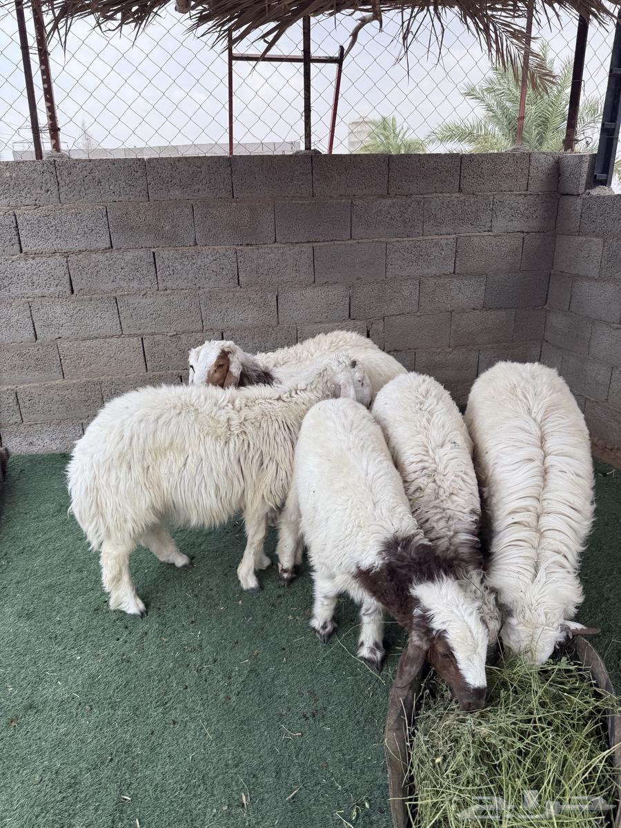 خرفان للبيع64232673598338114