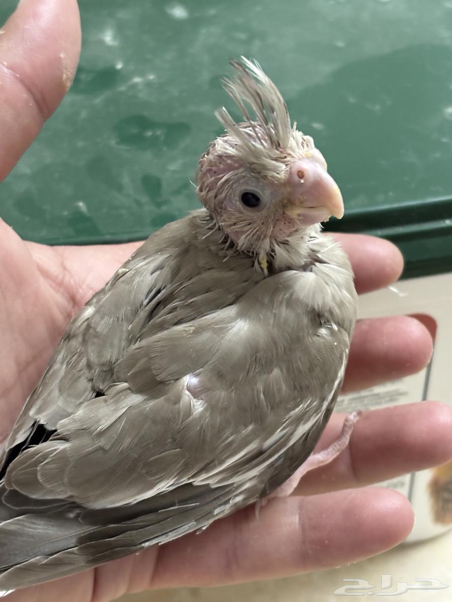 تم البيع. فرخ كروان لون جميل64253438764035110