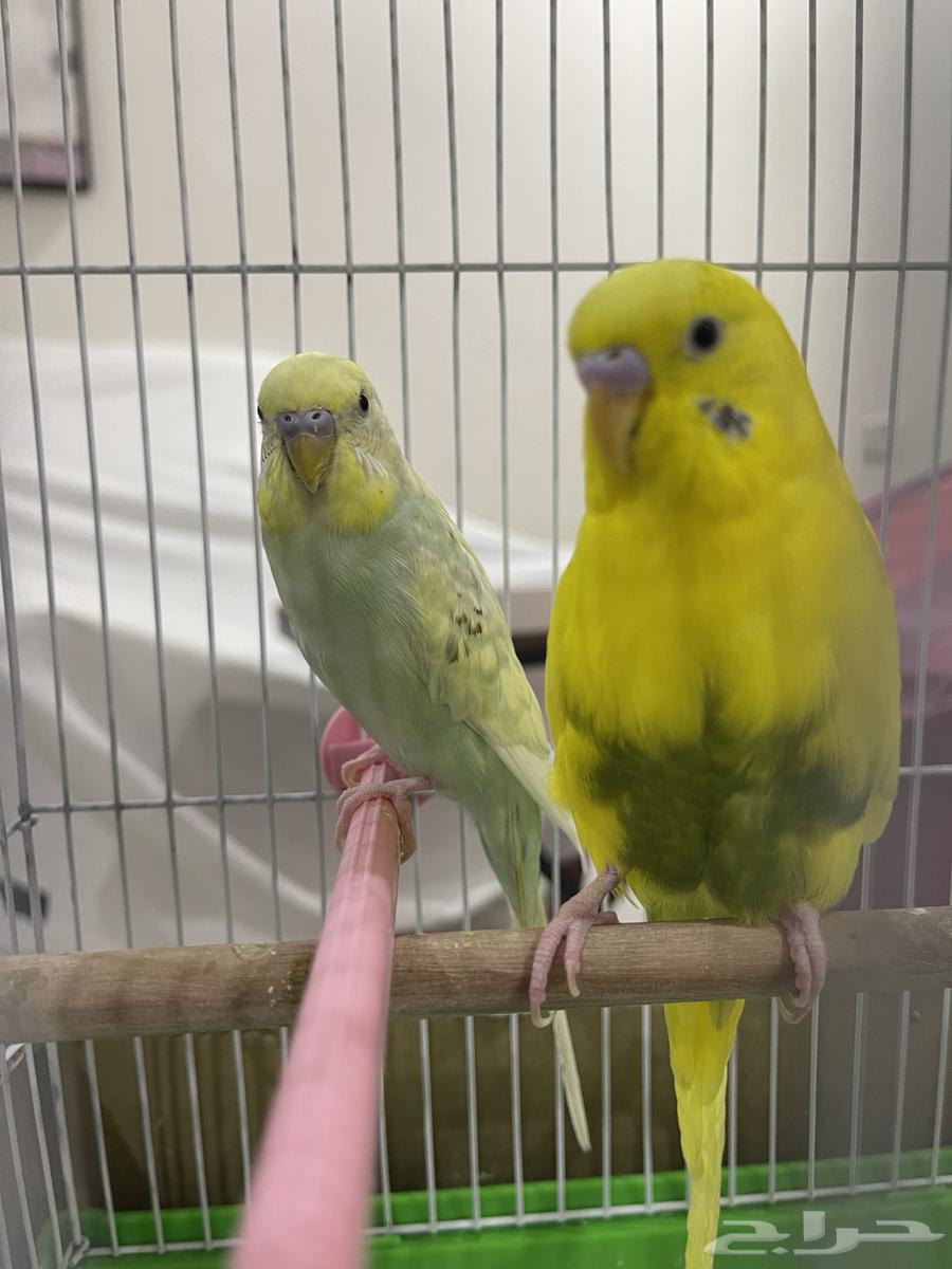 طيور بادجي ذكر و انثى بصحة ممتازة64232835626497113