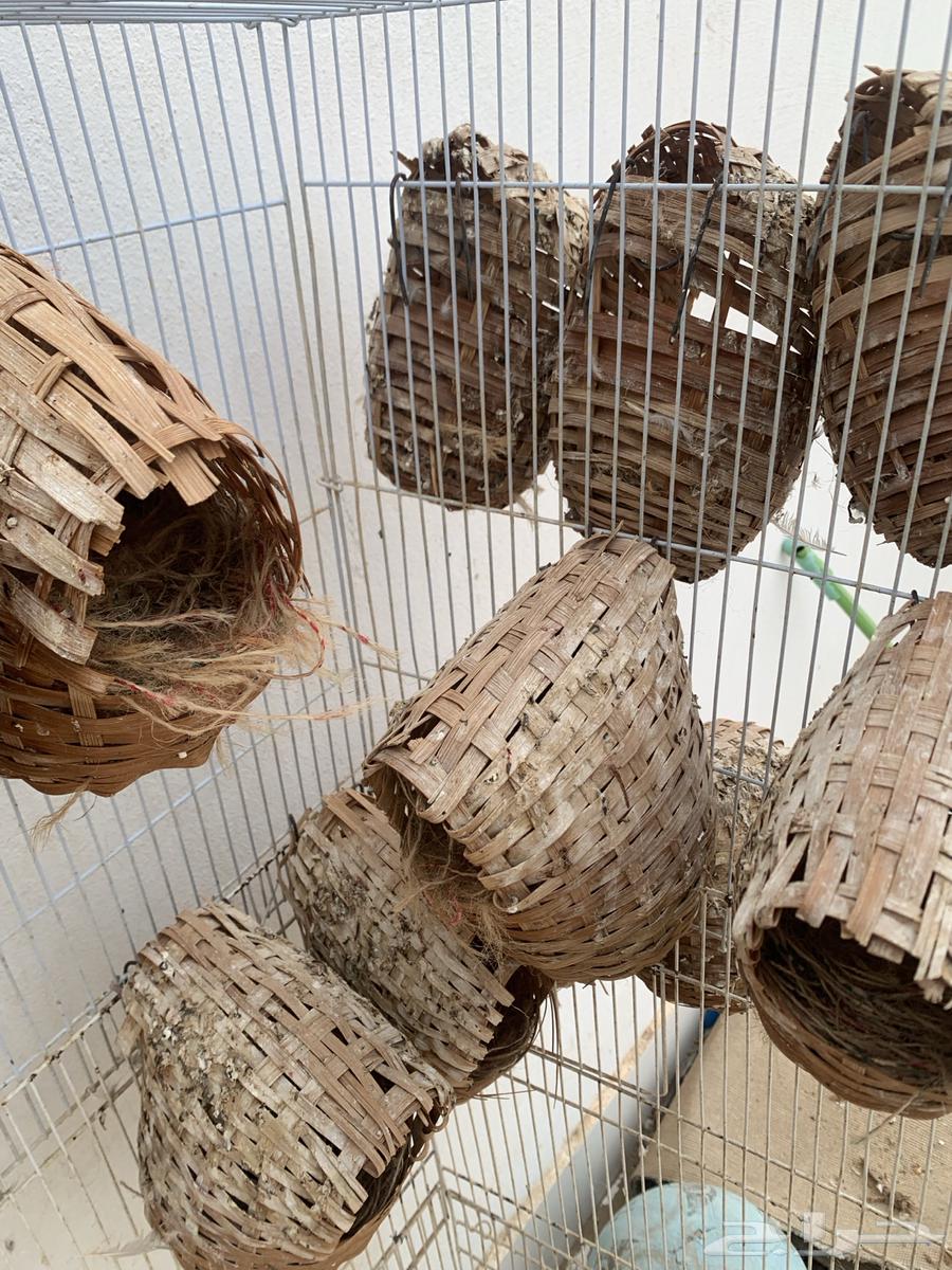 Zebra Nests Aqua and Pottery64250928217218113