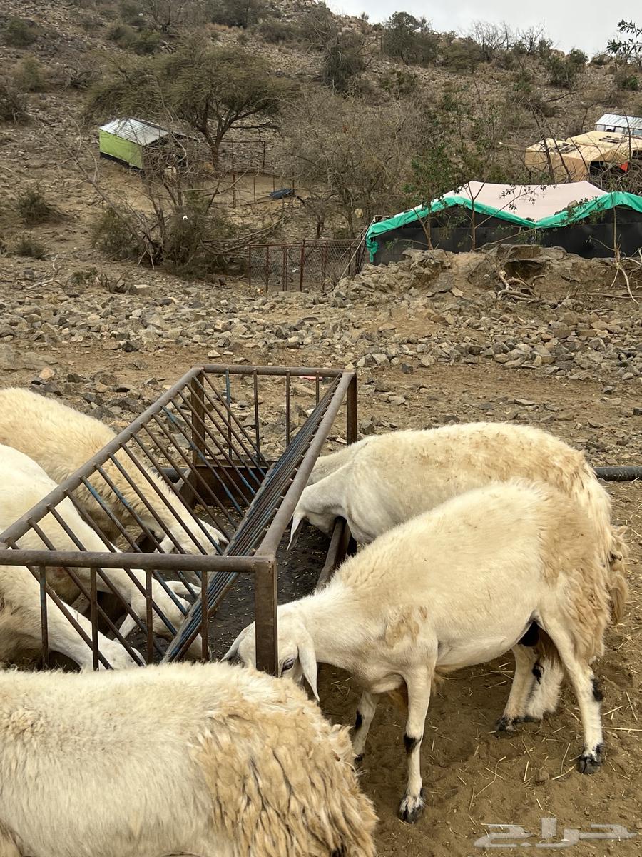 Sheep for sale64249424588033114