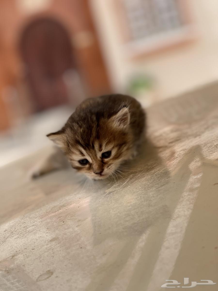 قطة صغيرة للبيع64241591324291110