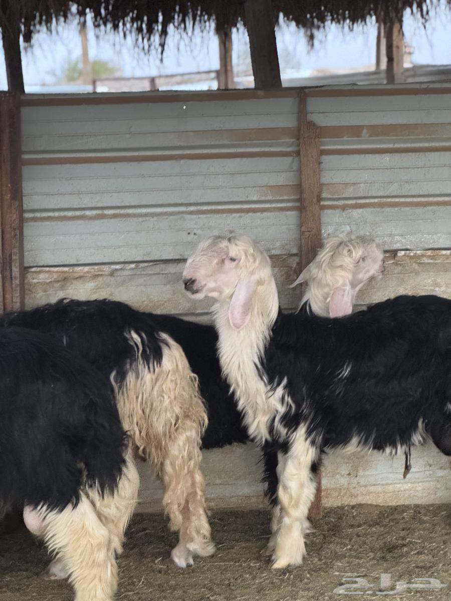 جذعان نجد مشاريع فحول64249244740483110