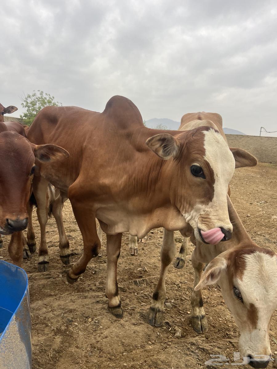 حسلان للبيع.64252799941633113