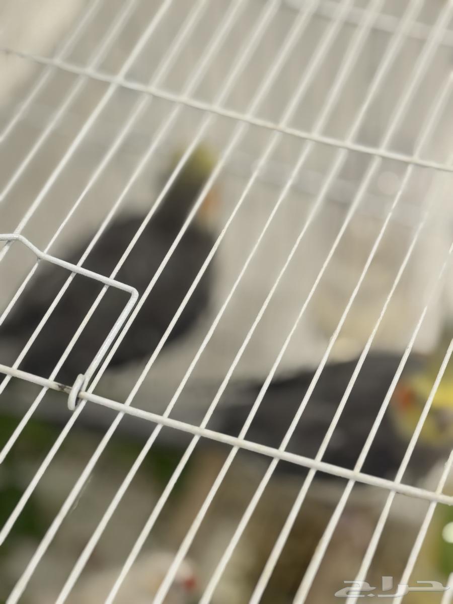 Crowned pigeons with a zebra finch, cage, and accessories64240892791297112