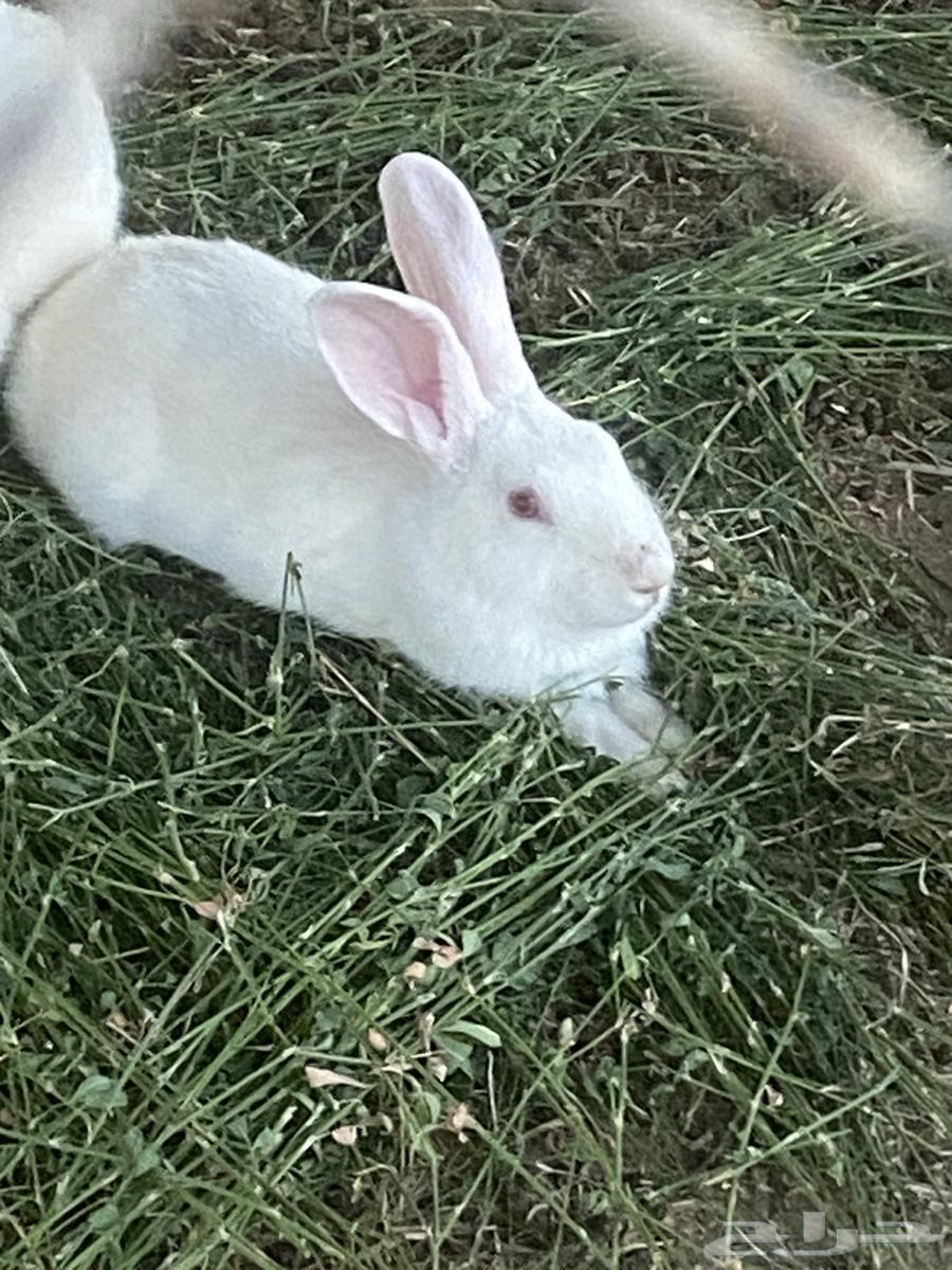 ذكور ارانب فرنسي64249629957762110