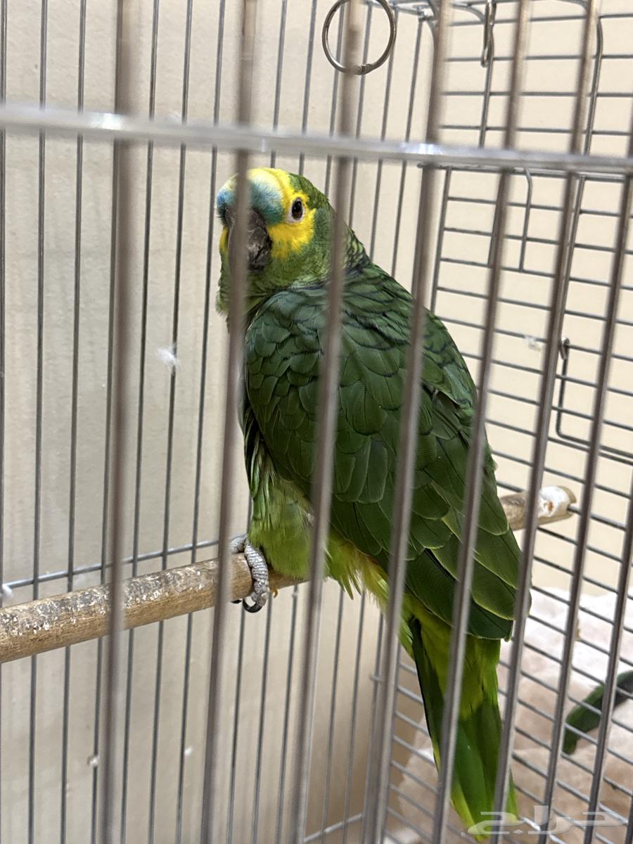 ببغاء   امازون للبيع64237079397891110