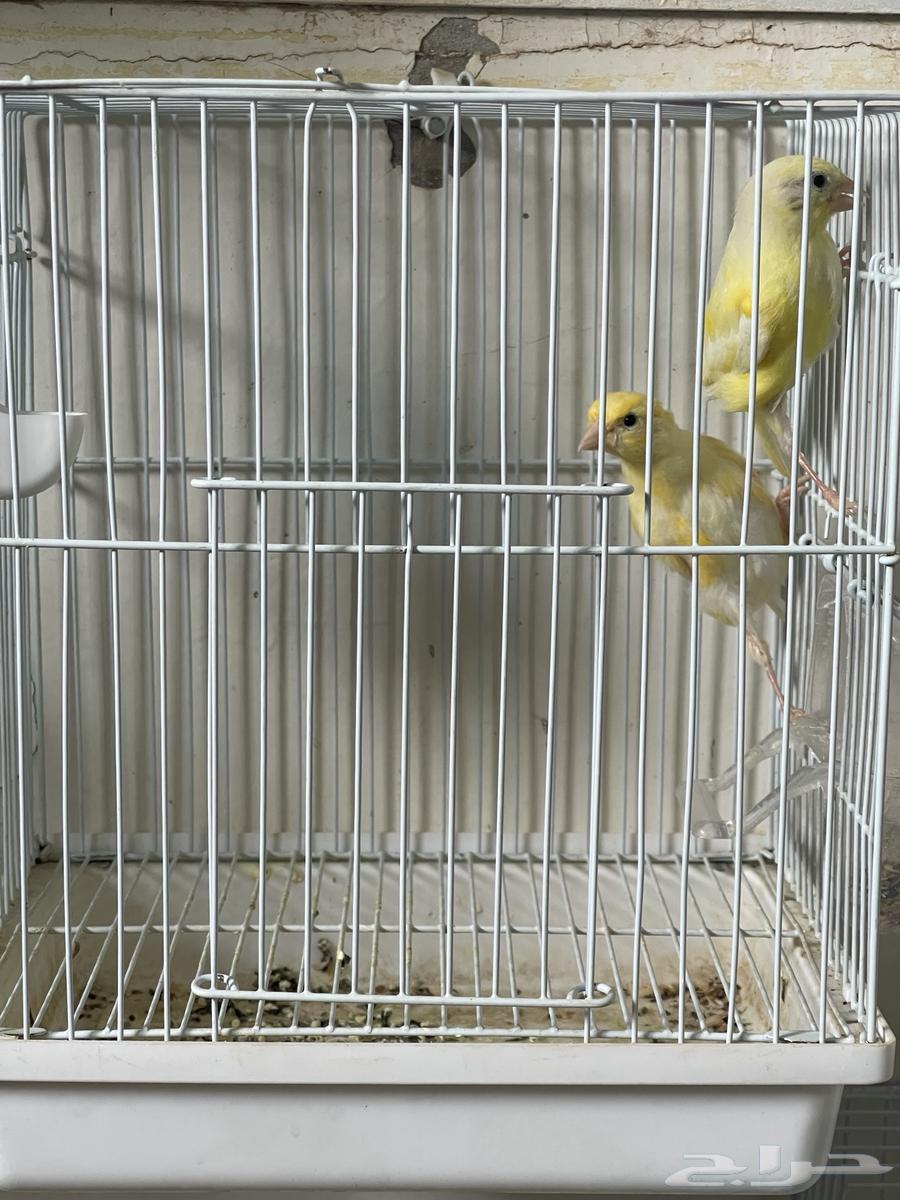 فروخ كناري ليموني (تم البيع)64244591338498112