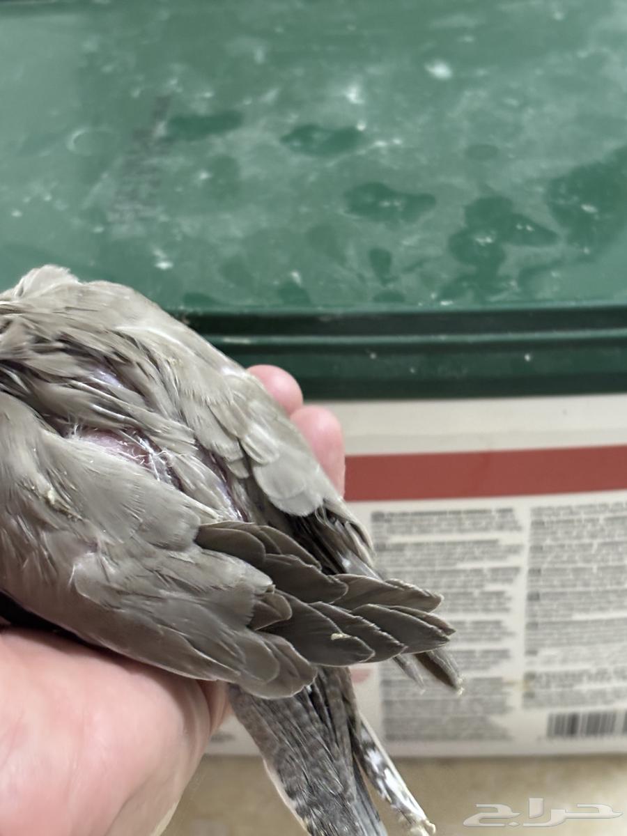 تم البيع. فرخ كروان لون جميل64253438764035113