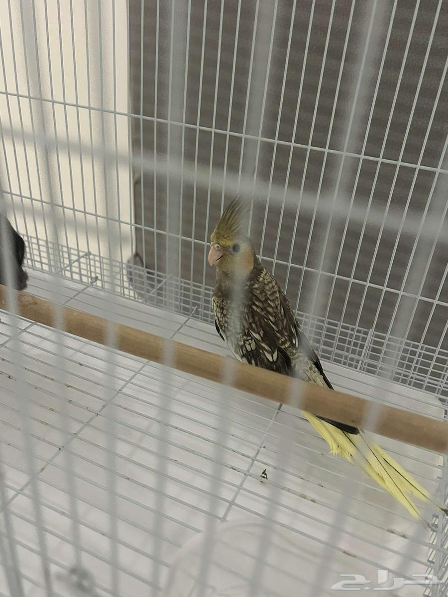 زوج طير كروان للبيع العمر شهرين64236872026114110