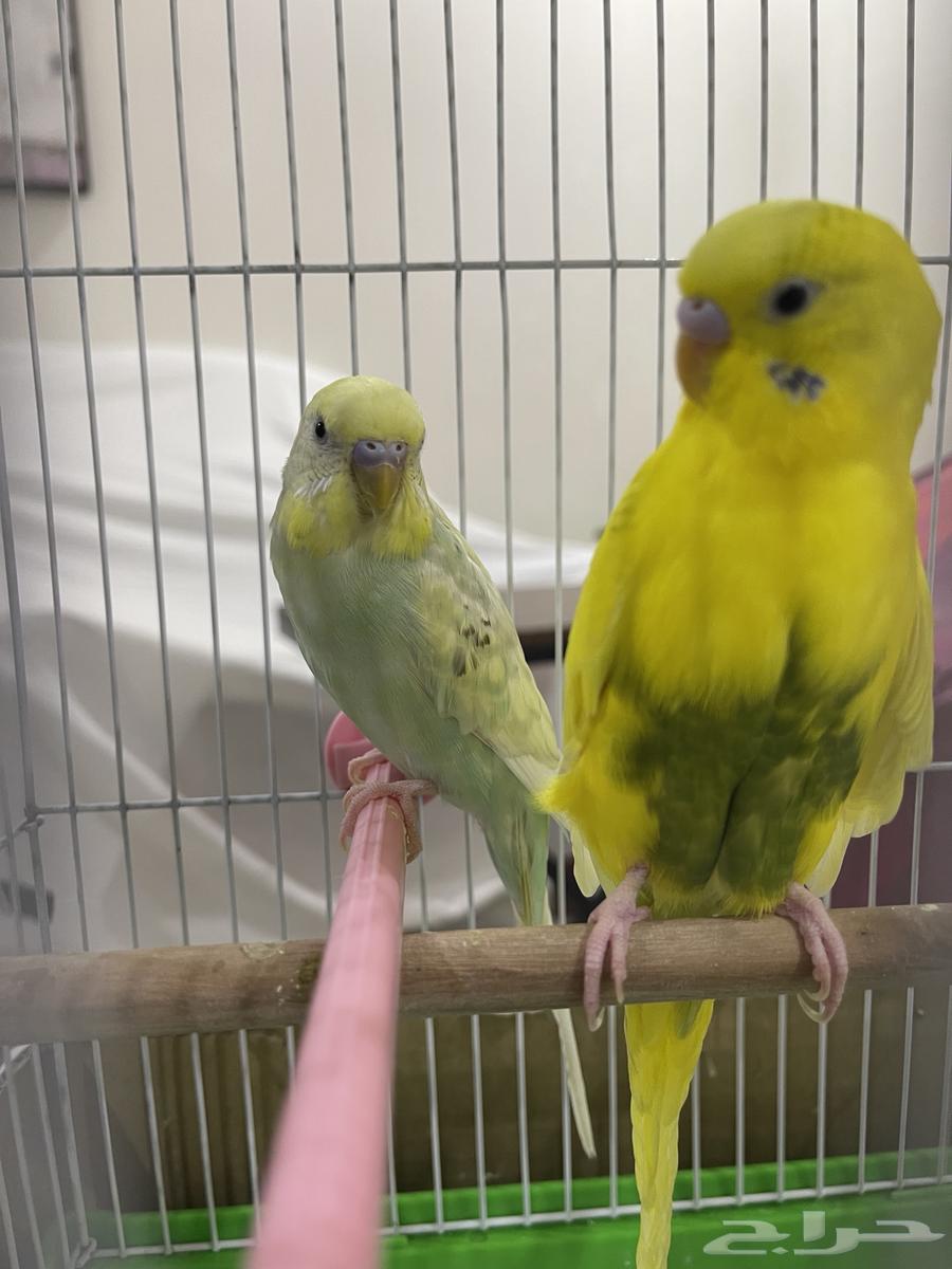 طيور بادجي ذكر و انثى بصحة ممتازة64232835626497110