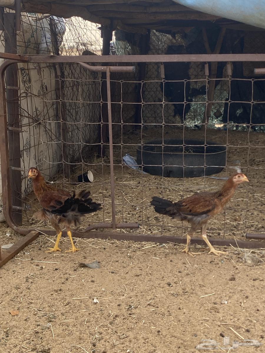 فروخ عربي مكس بكستاني64250587686401111