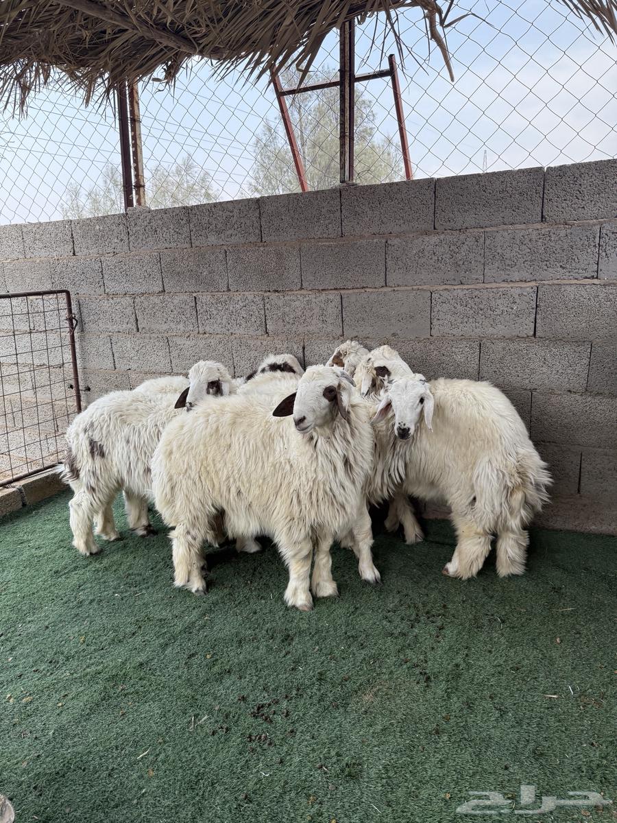 خرفان للبيع64232673598338112