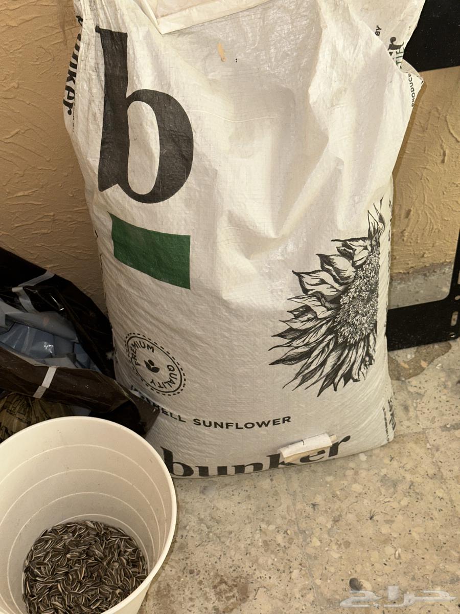 للبيع ببغاء كاسكو افريقي ب 3500 ريال64239872330627111