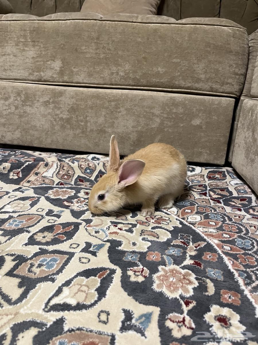 ارنب للبيع64237079014146111