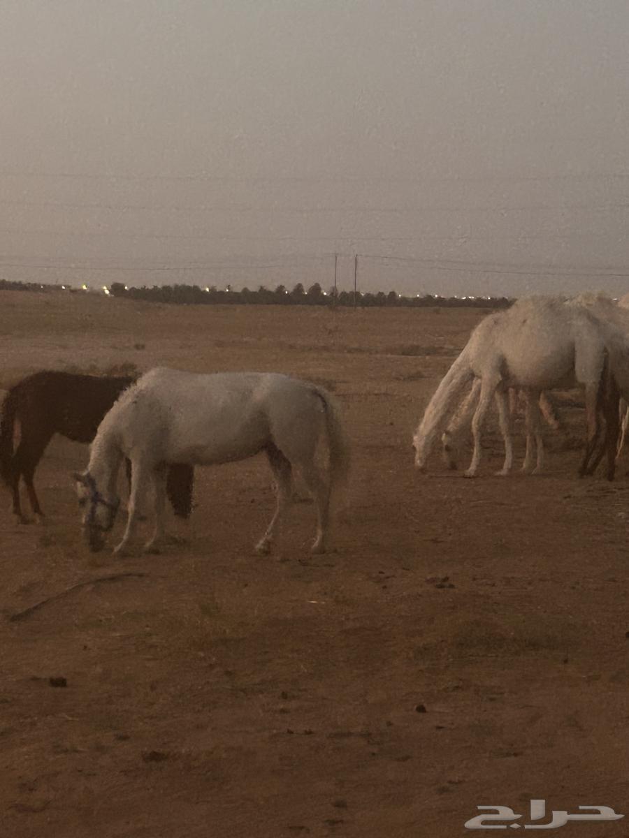For sale Shagya Arabian Pony mare64096659692802114