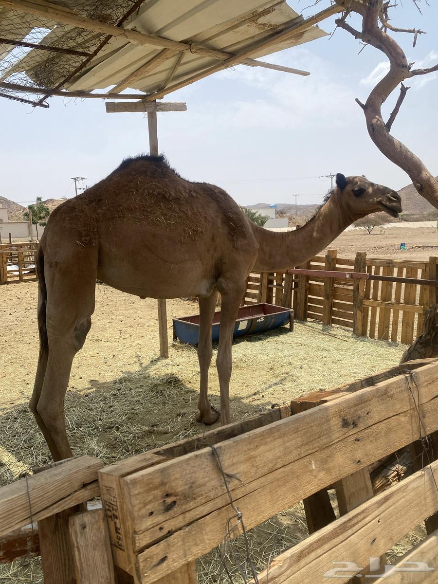 Bakra64240562513027111