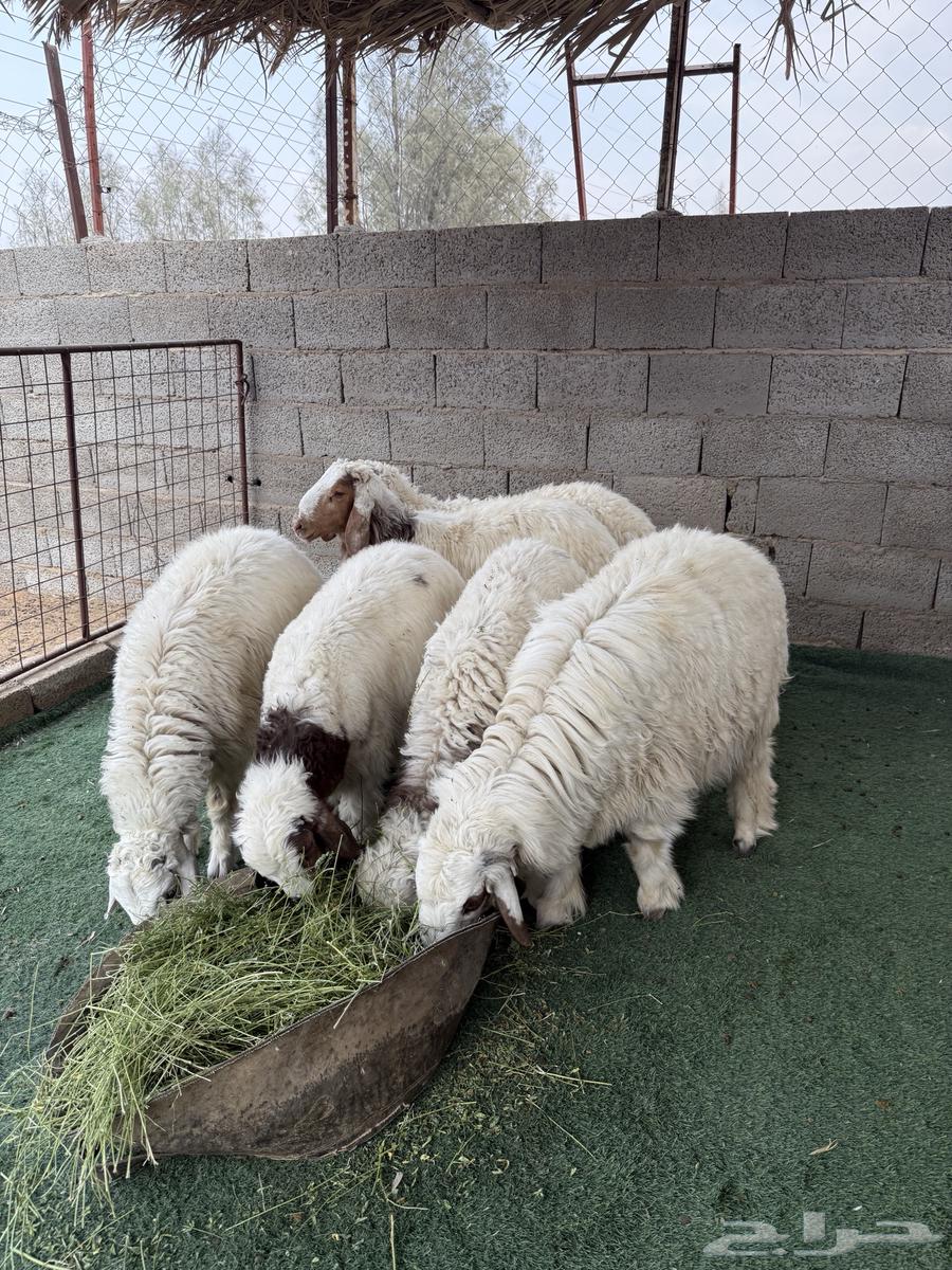 خرفان للبيع64232673598338113