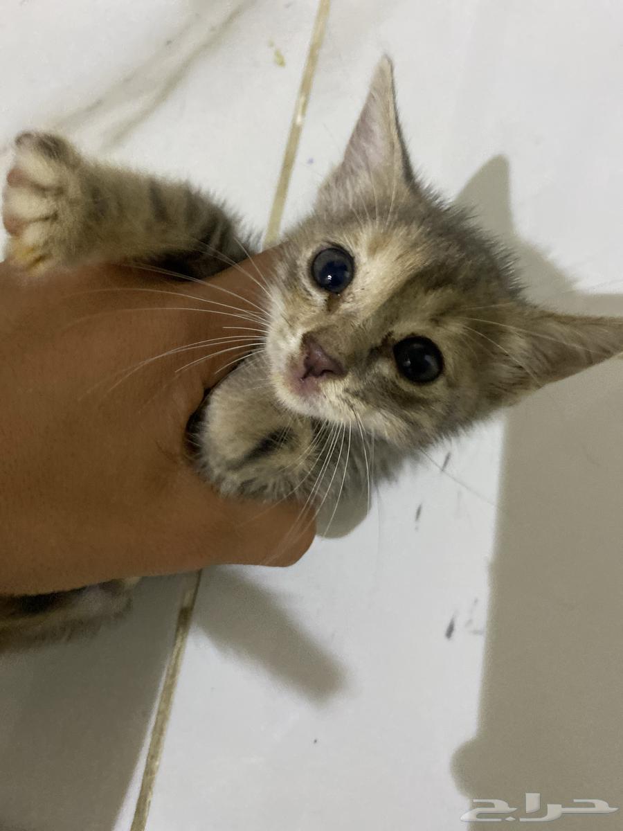 Enough for sale, I swear it's tame and good for 25064252799644417110