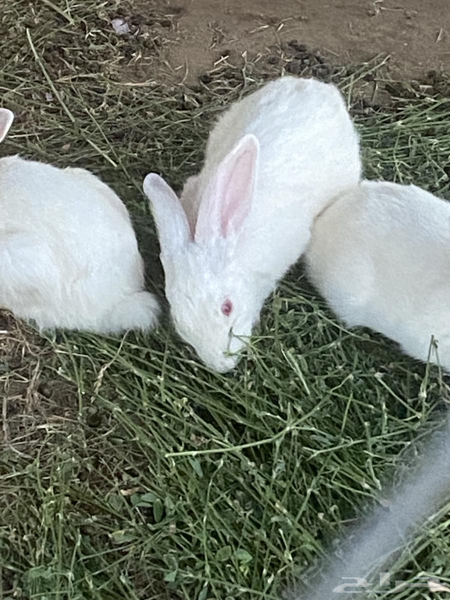 ذكور ارانب فرنسي64249629957762111