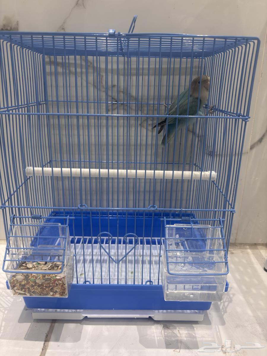 Bird64248894795266110