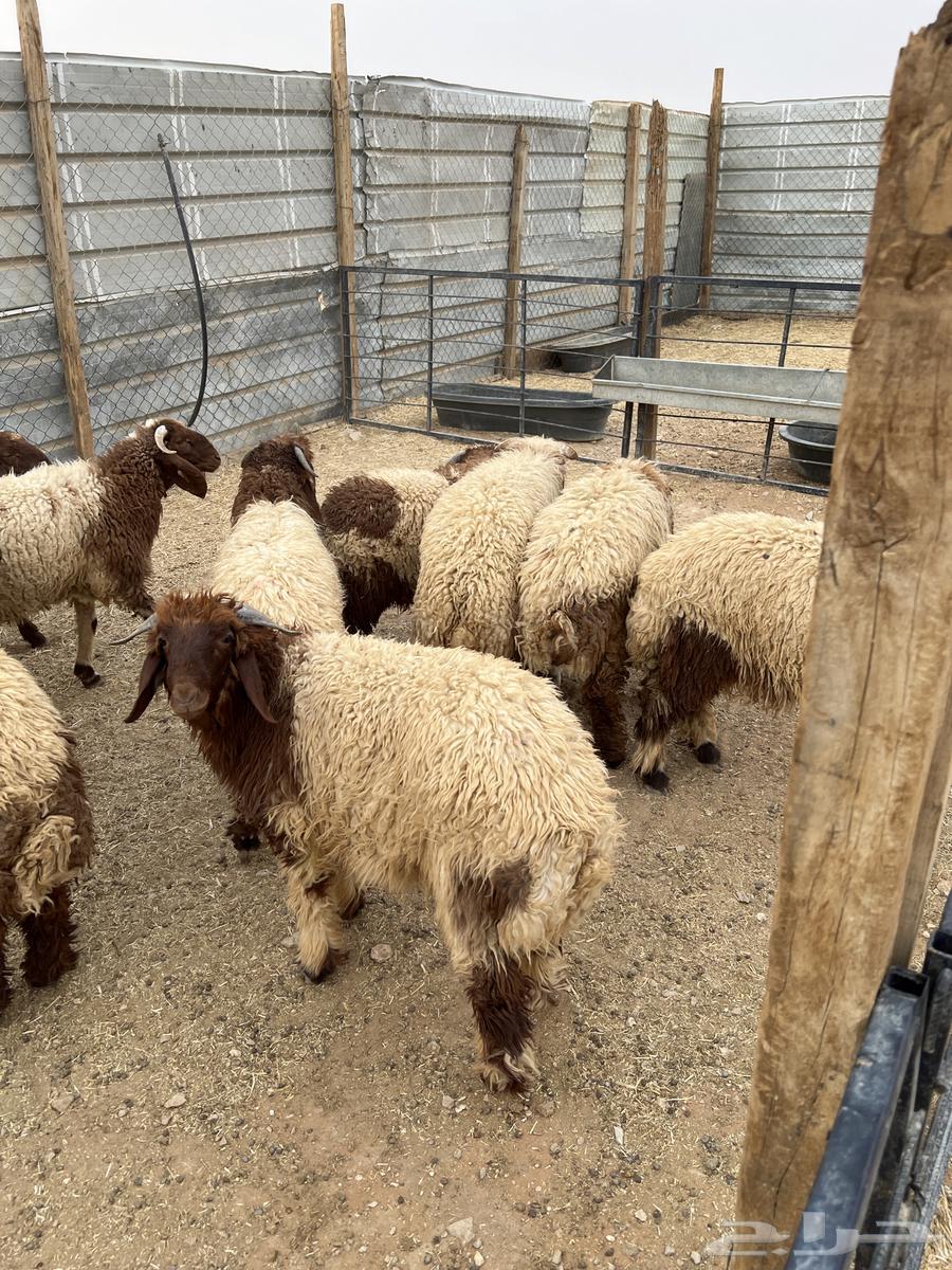 طليان للبيع64248272971905110