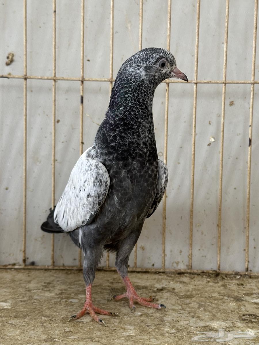 باكستانيات القمري تم البيع64244923192193114