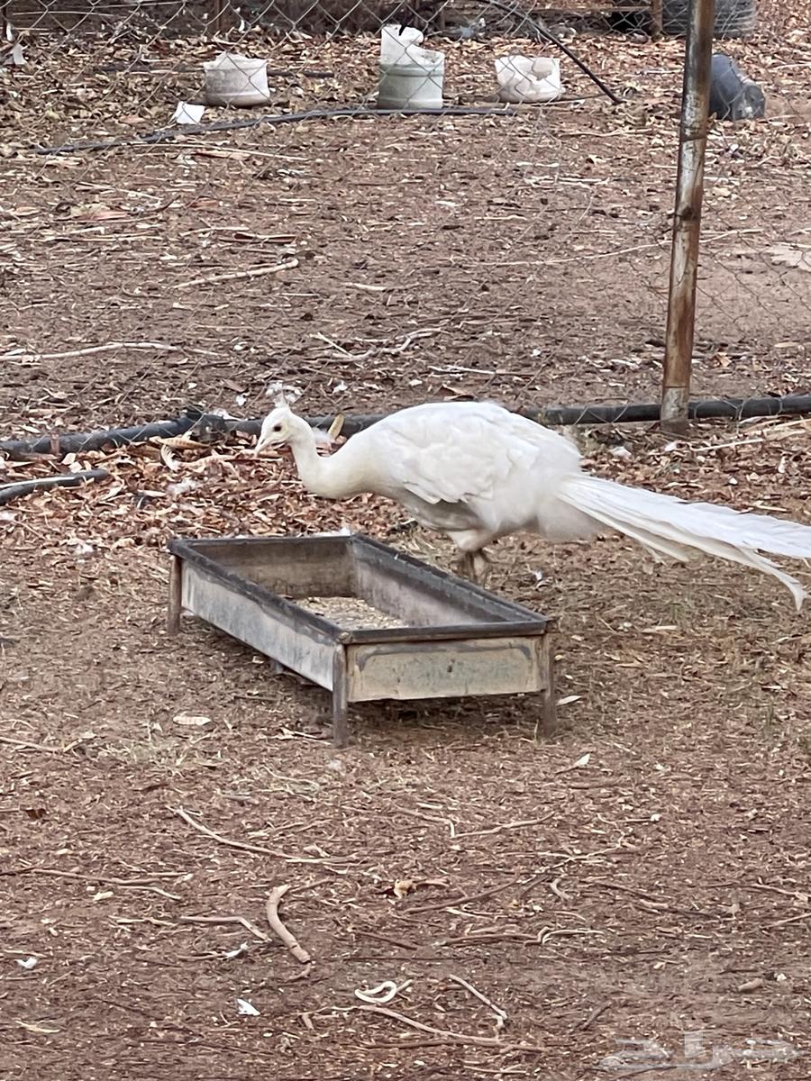 طاووس للبيع طووايس للبيع64252648049411112