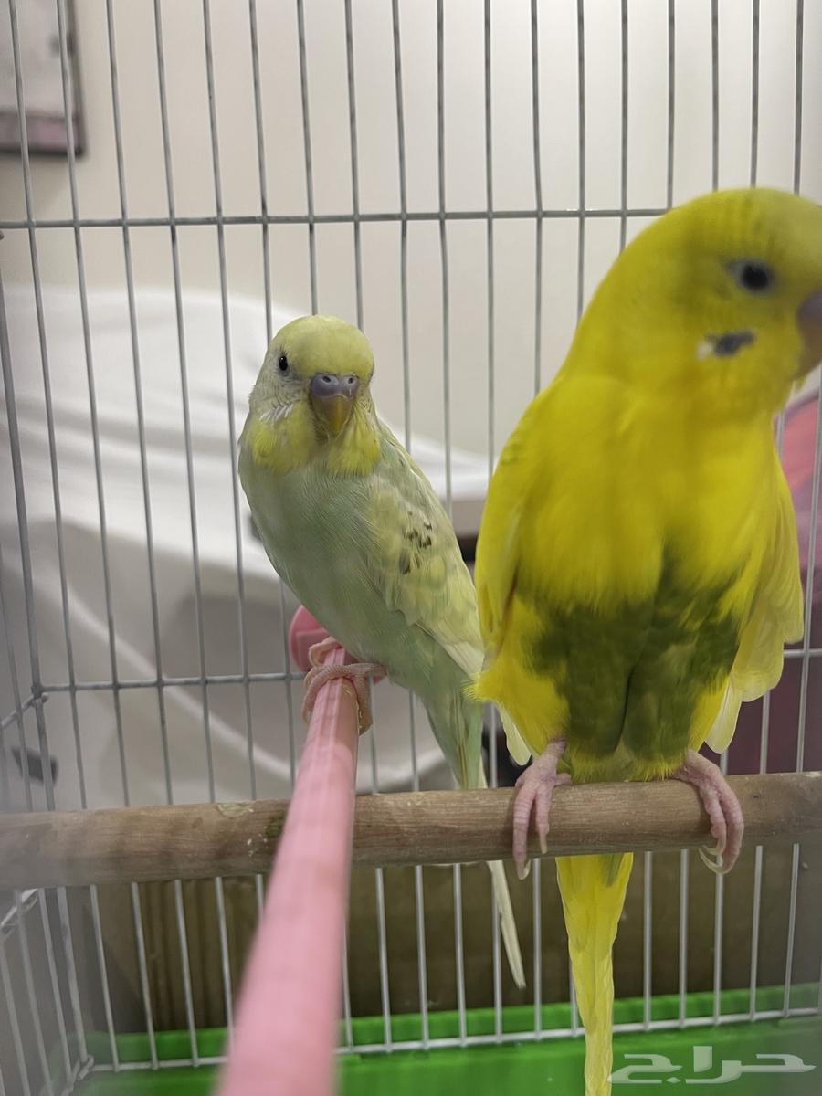 طيور بادجي ذكر و انثى بصحة ممتازة64232835626497111