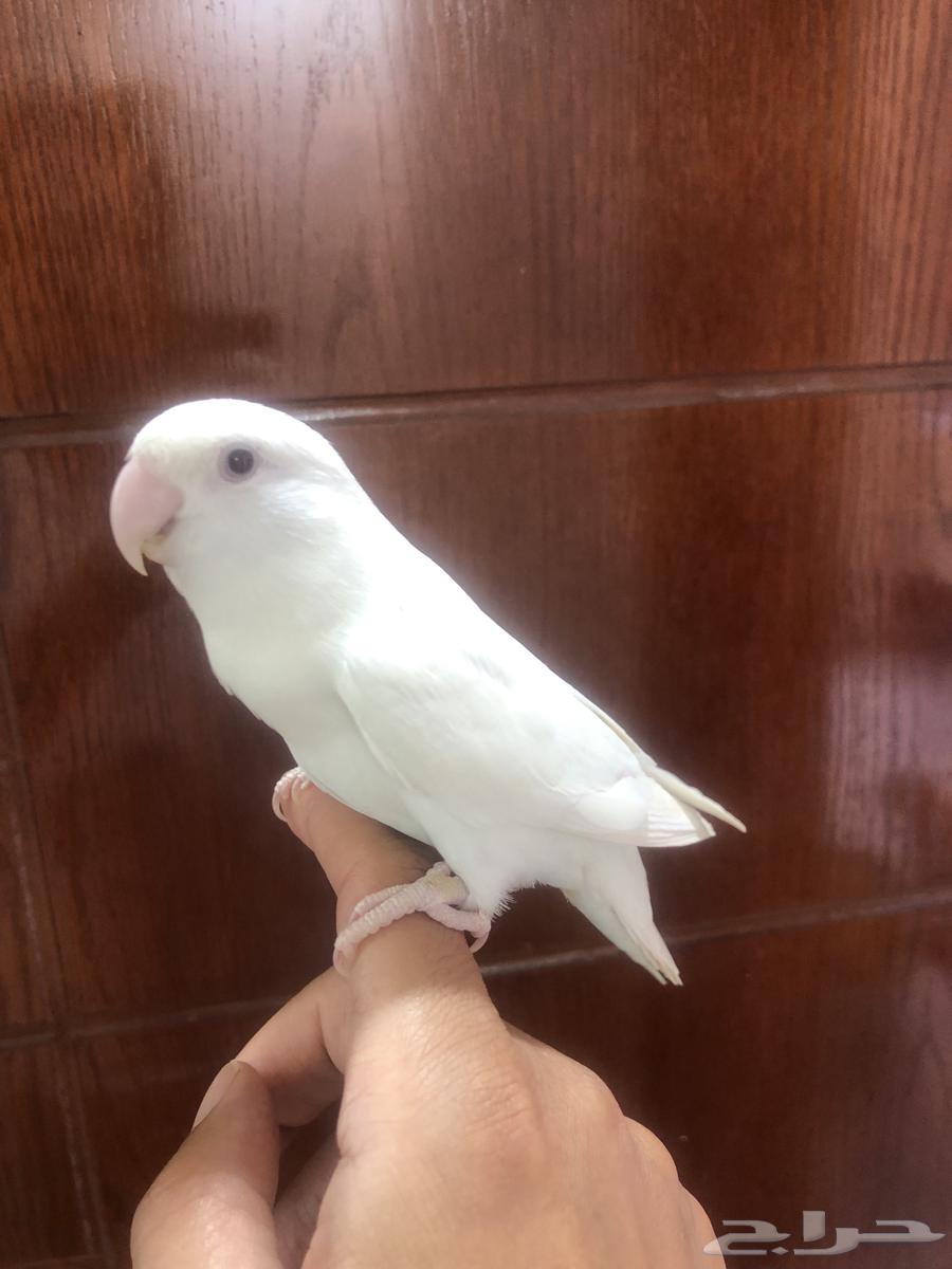 انثى روز اليفه ومنتجه64244591723010113