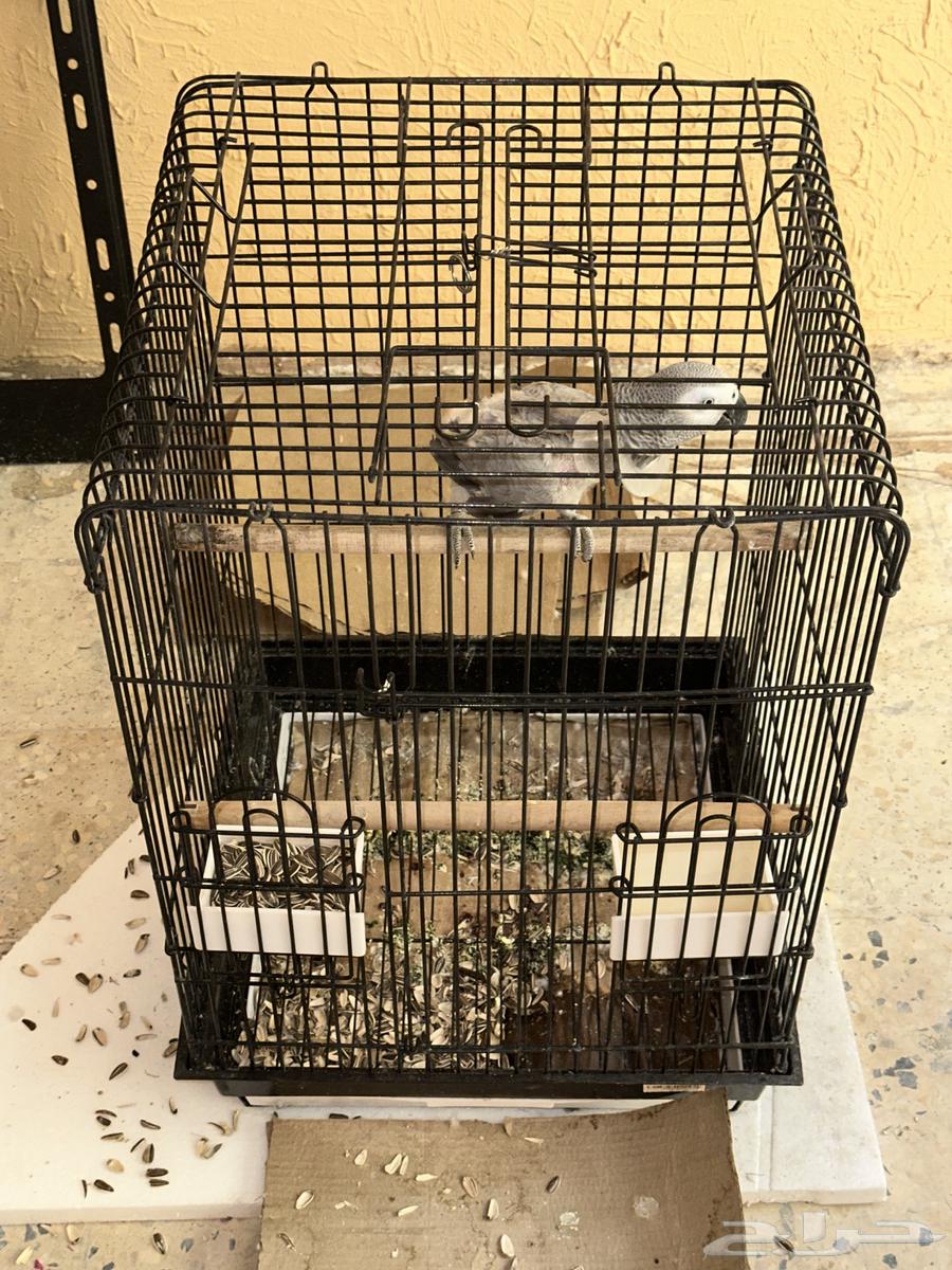 للبيع ببغاء كاسكو افريقي ب 3500 ريال64239872330627114