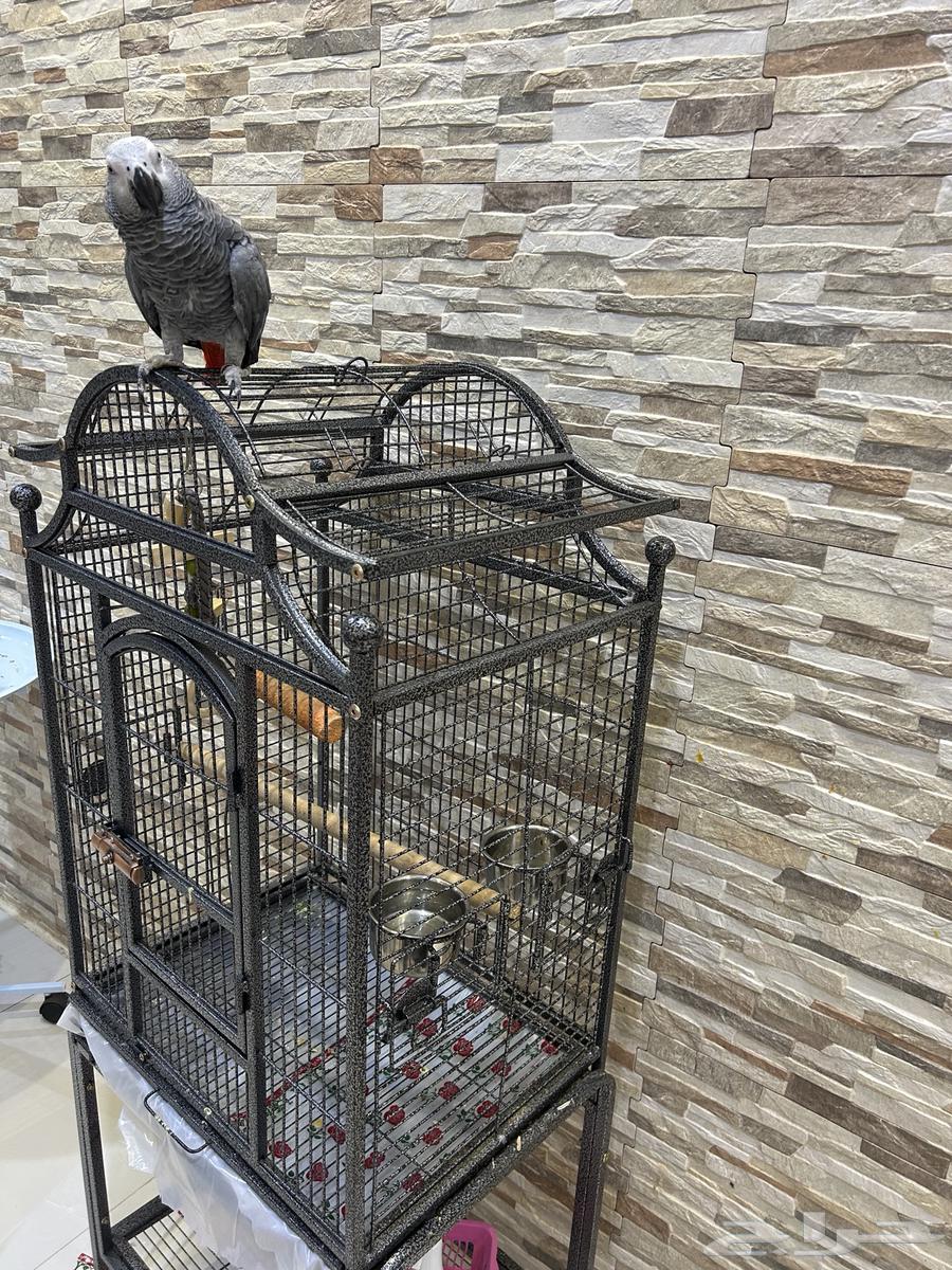 كاسكو للبيع ( العمر تقريبا  سنه و عشرة أشهر )64232338842625112