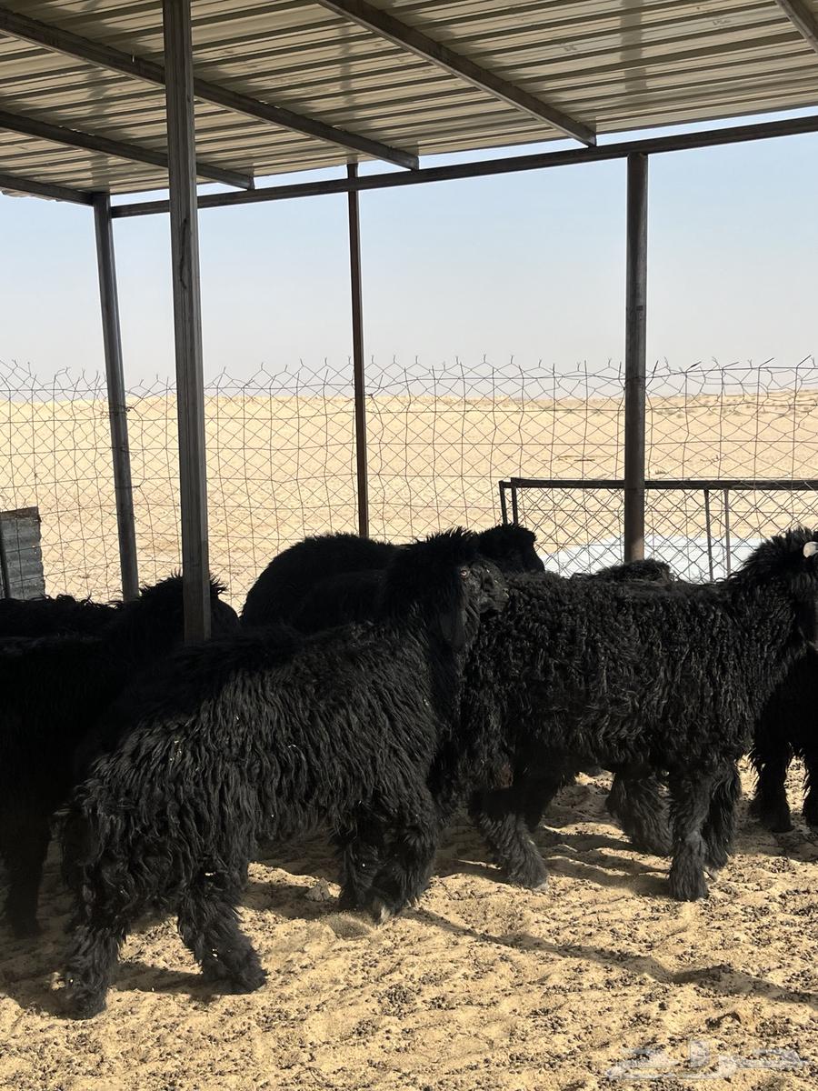 تم البيع64238371675521111